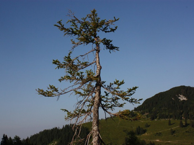 Chalet Prinzis